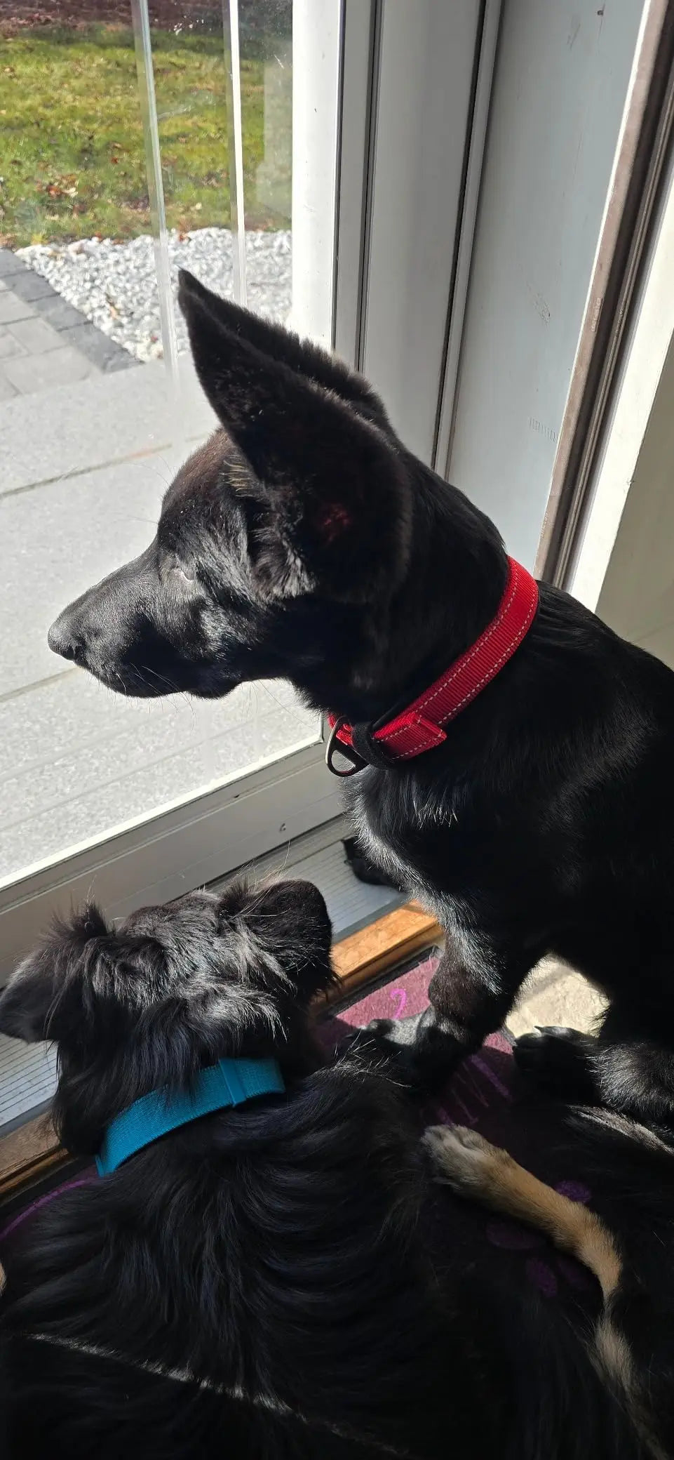 Reflective Dog Collar 🐶✨