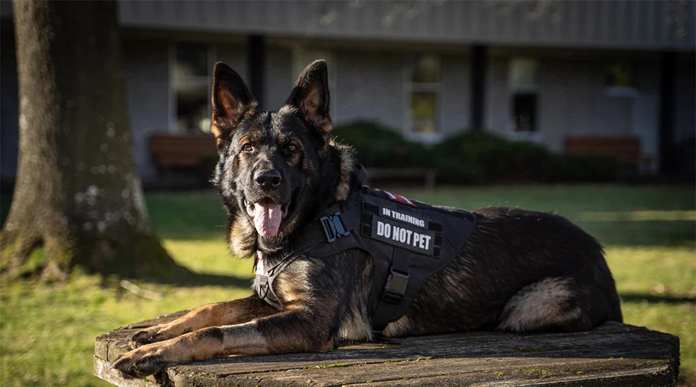 Military Tactical Dog Harness 🐕🎯