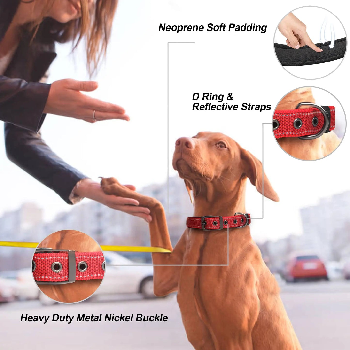 Reflective Dog Collar 🐶✨